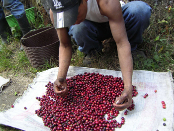 写真：原料の状態で選別